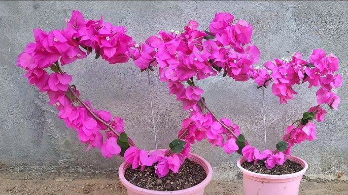 🌺 부겐빌레아 하우스 우레시노(부겐 하우스 우레시노) 이미지 8